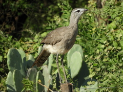 Chunga burmeisteri