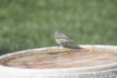 Setophaga coronata auduboni