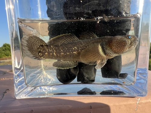Shimofuri goby (Tridentiger bifasciatus) — Gobiidae — 4