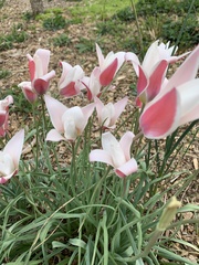 Tulipa clusiana