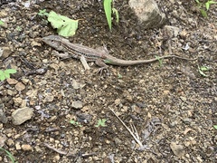 Medopheos edracanthus