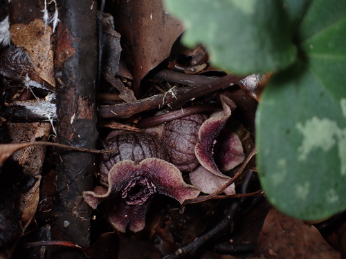 Asarum asaroides iNat (2)