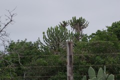Euphorbia triangularis