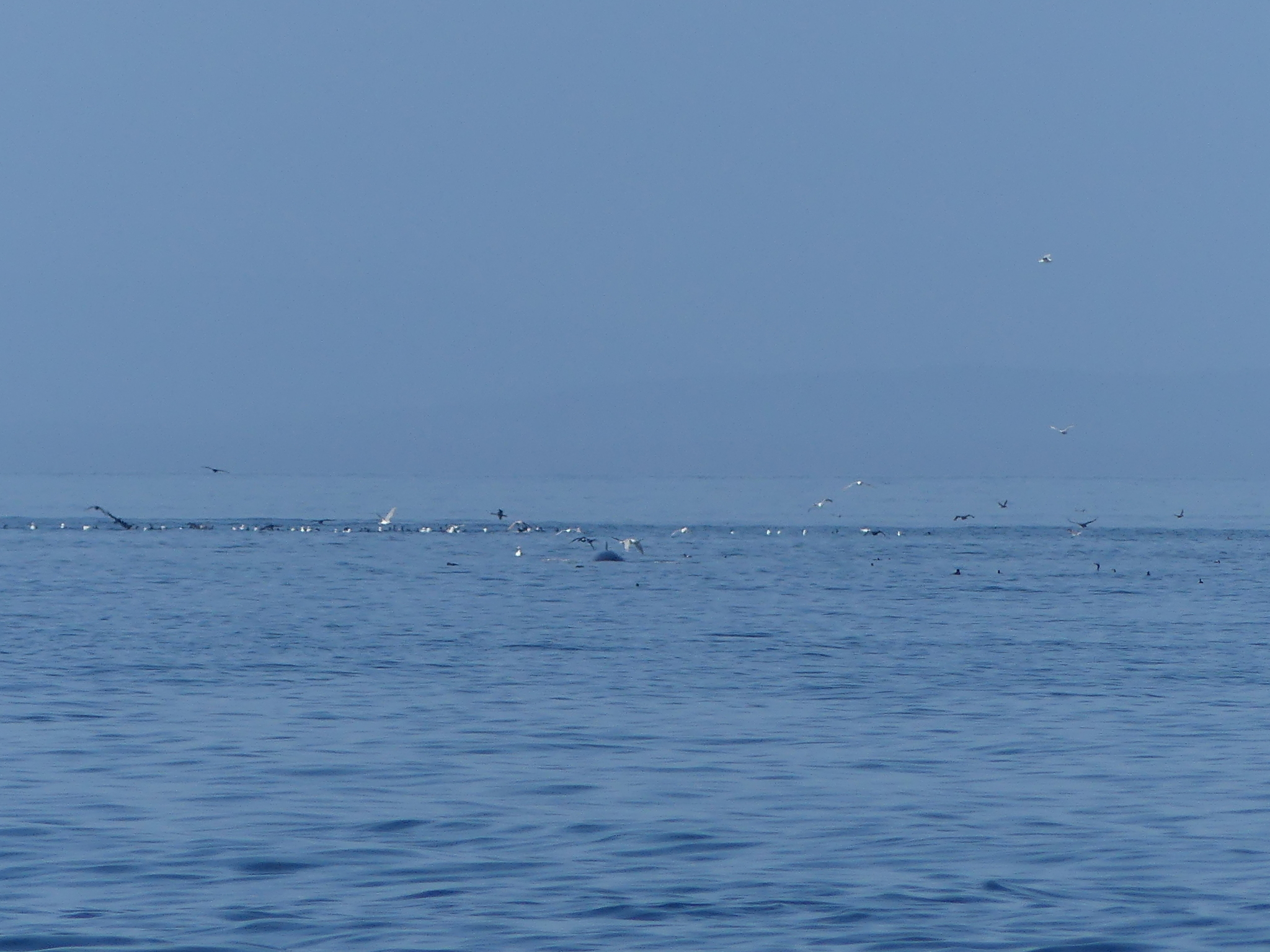 Balaenoptera acutorostrata
