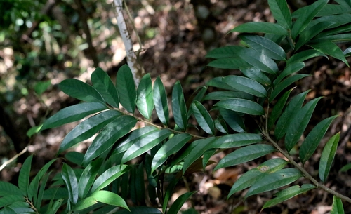 Castanopsis faberi, photograph 3