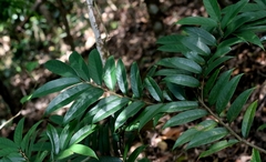 Castanopsis faberi, photograph author not stated, no rights reserved
