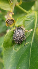 Oxythyrea