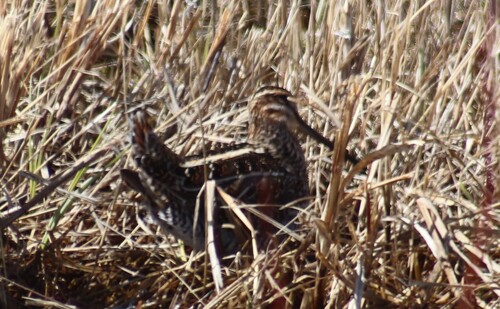 Wilson's Snipe