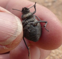 Pimelia cribra