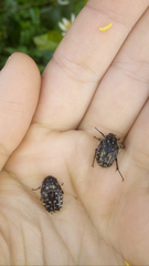Oxythyrea