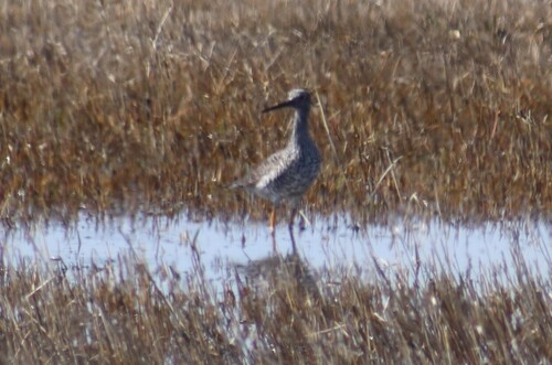 Greater Yellowlegs
