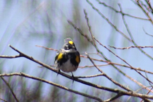 Yellow-rumped Warbler