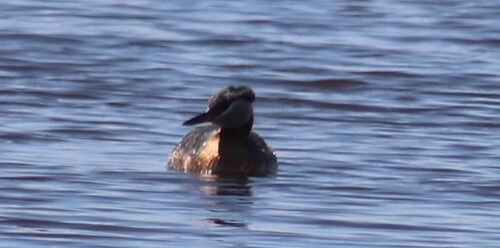 Red-necked Grebe