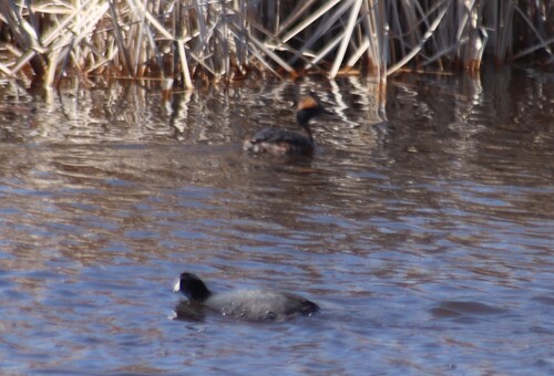 American Coot