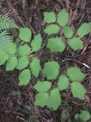 Vancouveria hexandra