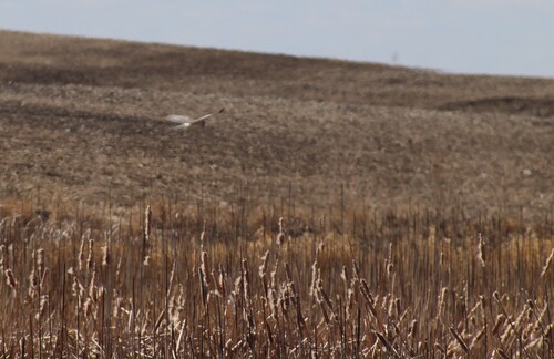 Northern Harrier