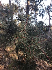 Hakea decurrens physocarpa