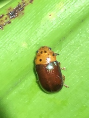Platymela sticticollis
