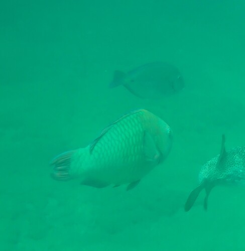 Scarus guacamaia