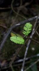 Dalbergia millettii