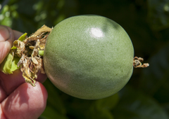Passiflora edulis edulis
