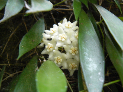 Hoya longifolia Wall. ex Wight