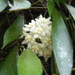 Hoya longifolia - Photo (c) Suresh Ghimire, some rights reserved (CC BY-NC), uploaded by Suresh Ghimire