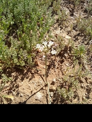 Allium perdulce sperryi