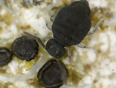 Sminthurinus niger