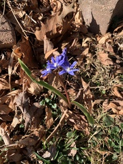Scilla luciliae