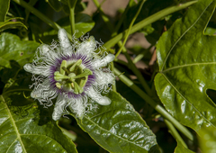 Passiflora edulis edulis