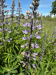 author not stated, no rights reserved Lupinus oreganus, photograph author not stated, no rights reserved