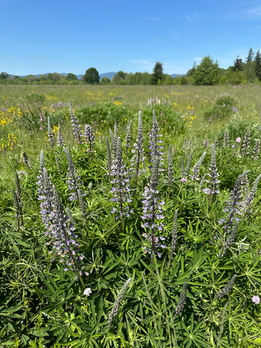 Lupinus oreganus, photograph 4