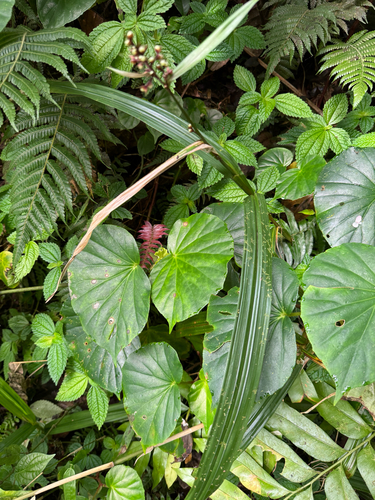 Begonia obliqua, photograph 2