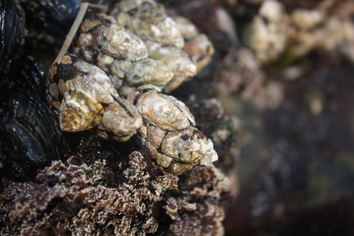Pollicipes polymerus