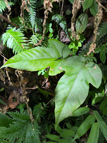 Tectaria trifoliata