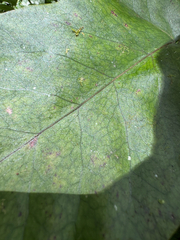 Tectaria trifoliata, photograph (c) Matteo Bellucci, some rights reserved (CC BY)
