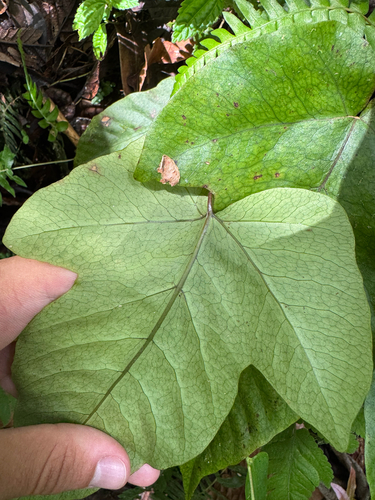 Tectaria trifoliata, photograph 3