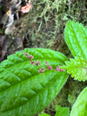 Pilea inaequalis, photograph (c) Matteo Bellucci, some rights reserved (CC BY)