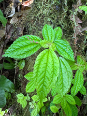 Pilea inaequalis, photograph (c) Matteo Bellucci, some rights reserved (CC BY)