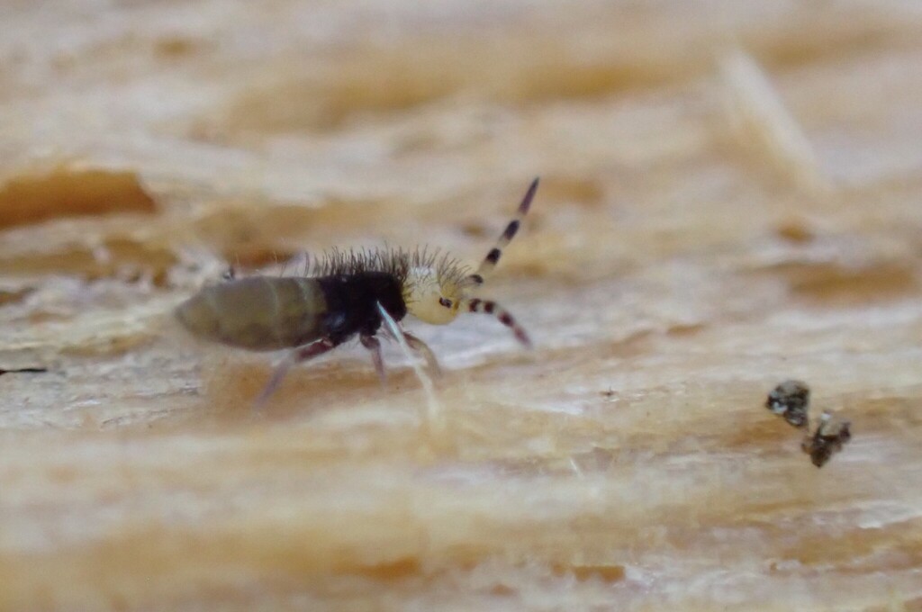 Orchesella flora