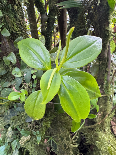 Peperomia glabella, photograph 1