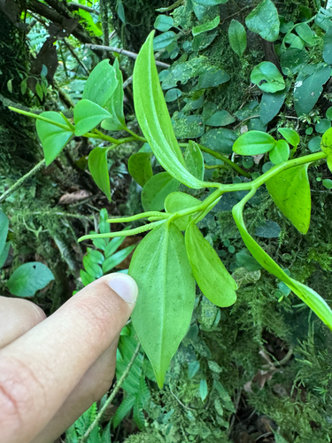 Peperomia glabella, photograph 2
