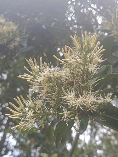 Gaiadendron punctatum, photograph 6