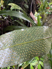 Campyloneurum brevifolium