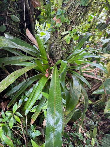Campyloneurum brevifolium, photograph 2