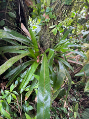 Campyloneurum brevifolium, photograph (c) Matteo Bellucci, some rights reserved (CC BY)