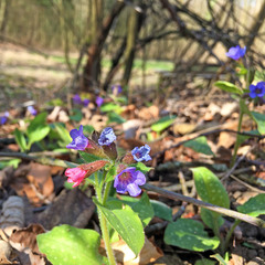 Pulmonaria officinalis
