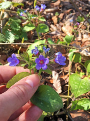 Pulmonaria officinalis