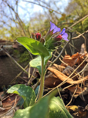 Pulmonaria officinalis